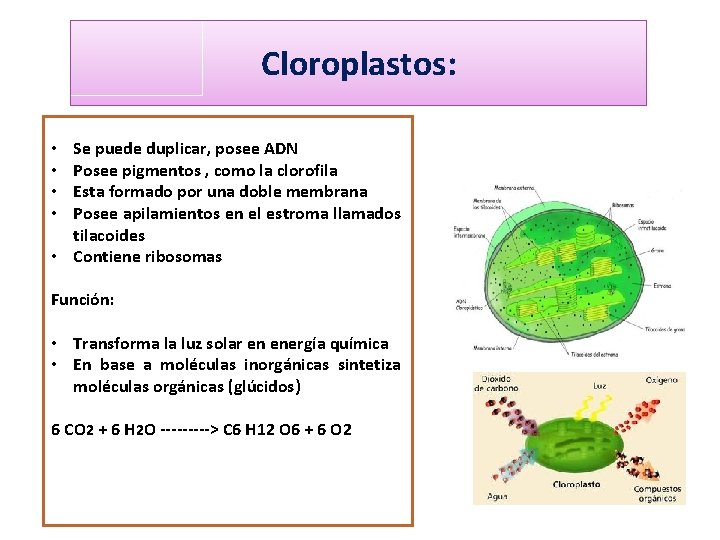 Cloroplastos: Se puede duplicar, posee ADN Posee pigmentos , como la clorofila Esta formado