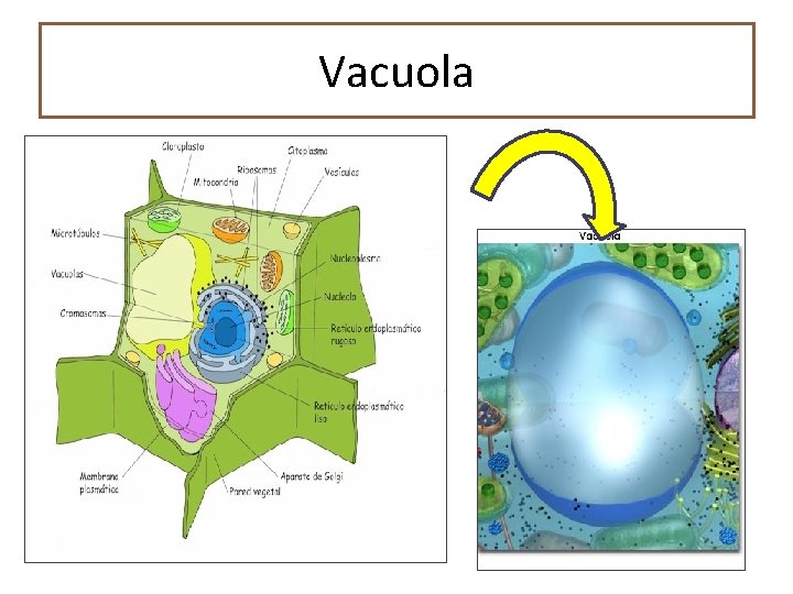 Vacuola 