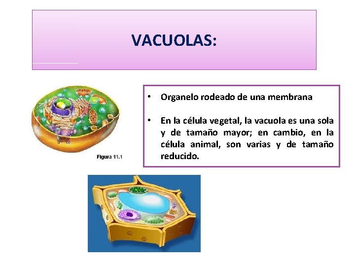 VACUOLAS: • Organelo rodeado de una membrana • En la célula vegetal, la vacuola