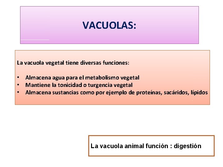 VACUOLAS: La vacuola vegetal tiene diversas funciones: • Almacena agua para el metabolismo vegetal