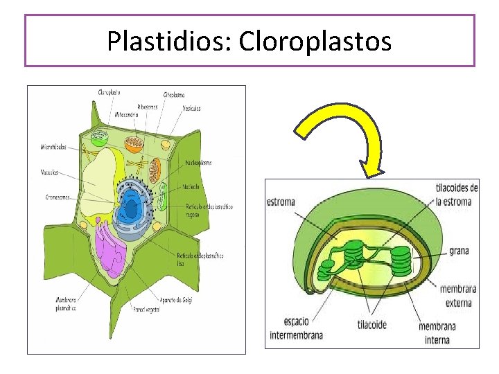 Plastidios: Cloroplastos 