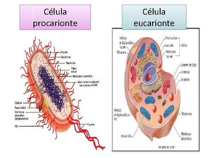 Célula procarionte Célula eucarionte 