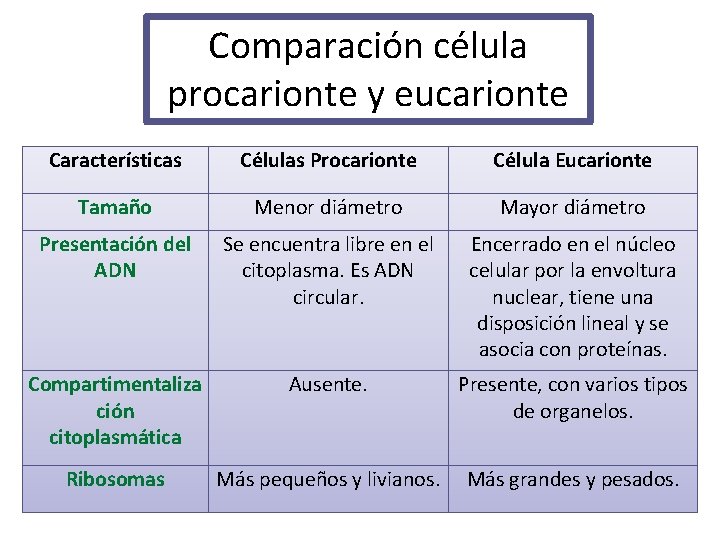 Comparación célula procarionte y eucarionte Características Células Procarionte Célula Eucarionte Tamaño Menor diámetro Mayor
