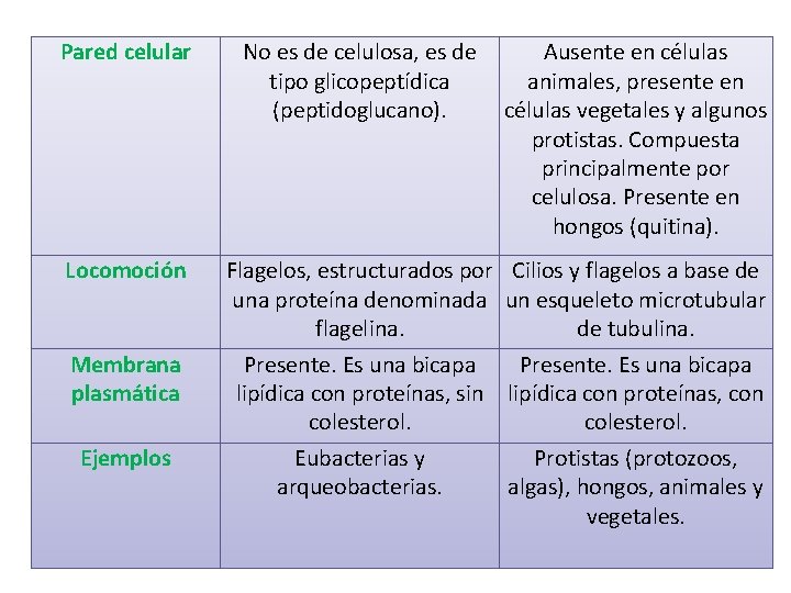 Pared celular No es de celulosa, es de tipo glicopeptídica (peptidoglucano). Ausente en células