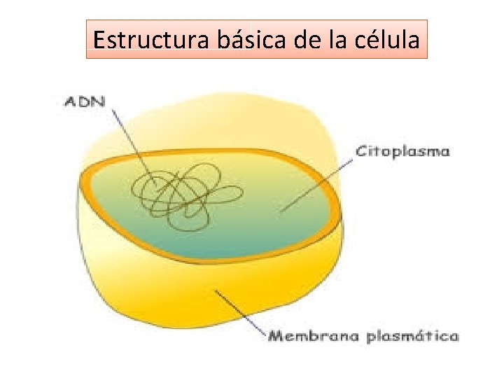 Estructura básica de la célula 