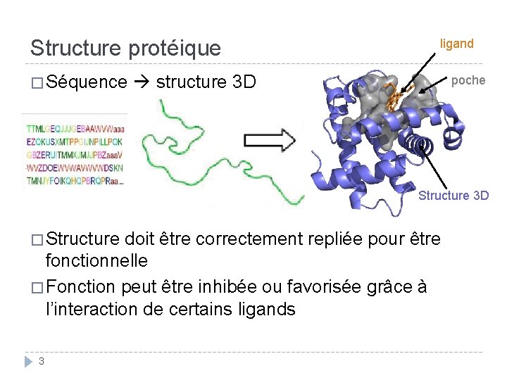 Structure protéique ligand � Séquence structure 3 D poche Structure 3 D � Structure