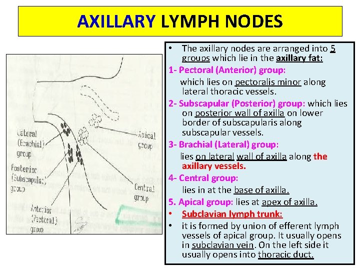 AXILLARY LYMPH NODES • The axillary nodes are arranged into 5 groups which lie