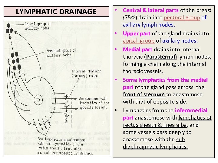 LYMPHATIC DRAINAGE • Central & lateral parts of the breast (75%) drain into pectoral