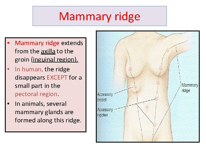 Mammary ridge • Mammary ridge extends from the axilla to the groin (inguinal region).