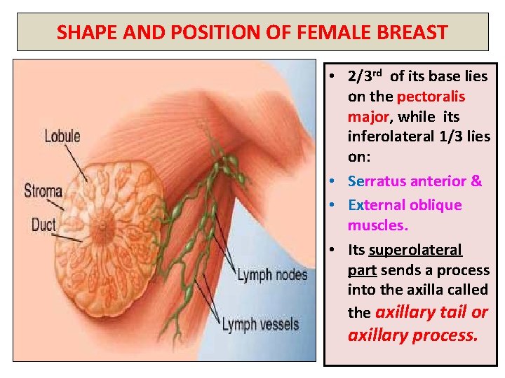 SHAPE AND POSITION OF FEMALE BREAST • 2/3 rd of its base lies on