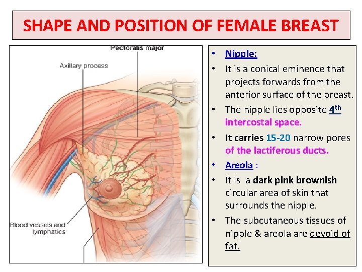 SHAPE AND POSITION OF FEMALE BREAST • Nipple: • It is a conical eminence