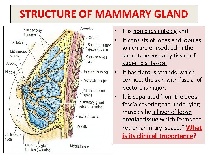 STRUCTURE OF MAMMARY GLAND • It is non capsulated gland. • It consists of