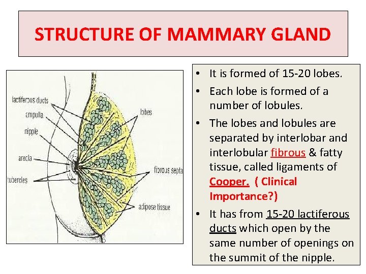 STRUCTURE OF MAMMARY GLAND • It is formed of 15 -20 lobes. • Each