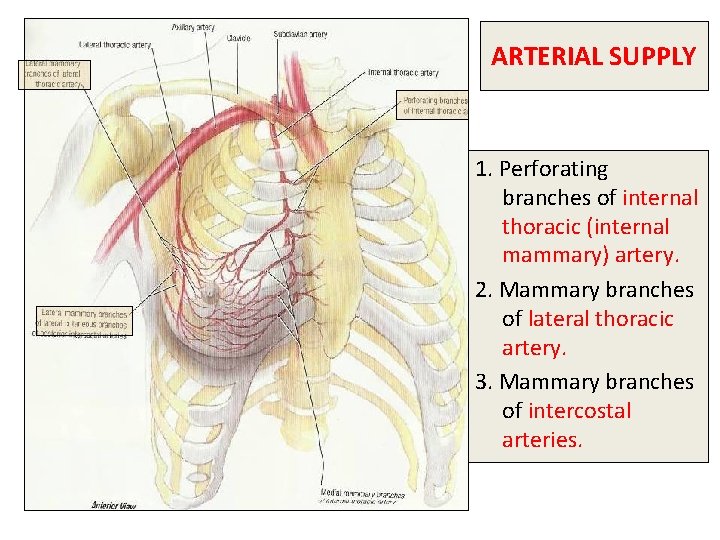 ARTERIAL SUPPLY 1. Perforating branches of internal thoracic (internal mammary) artery. 2. Mammary branches