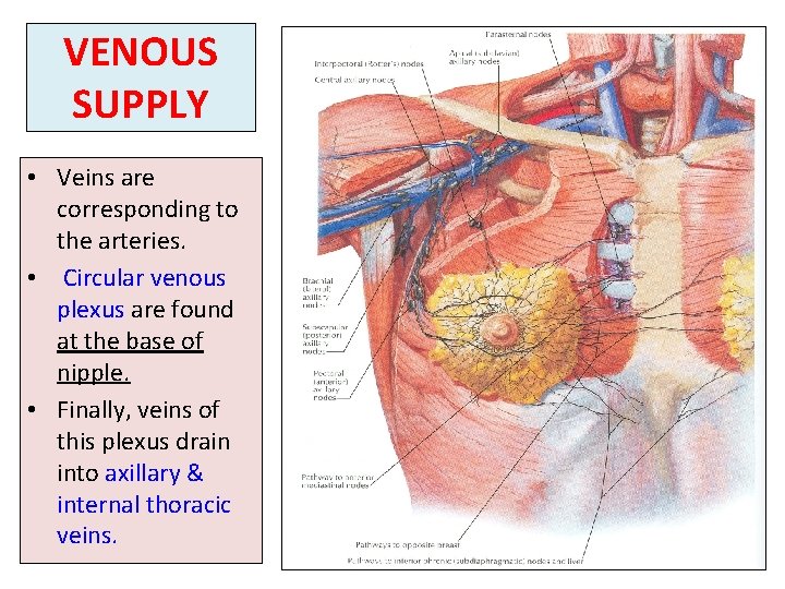 VENOUS SUPPLY • Veins are corresponding to the arteries. • Circular venous plexus are
