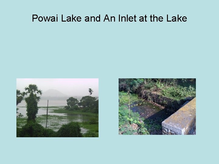 Powai Lake and An Inlet at the Lake 