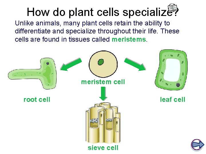 How do plant cells specialize? Unlike animals, many plant cells retain the ability to How do plant cells specialize? Unlike animals, many plant cells retain the ability to