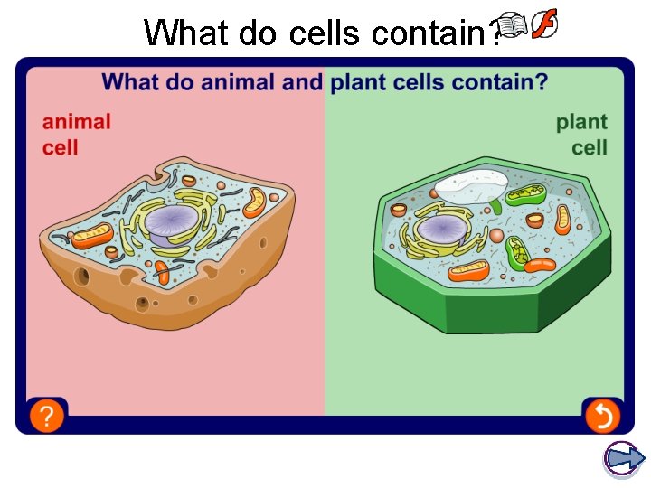 What do cells contain? What do cells contain?