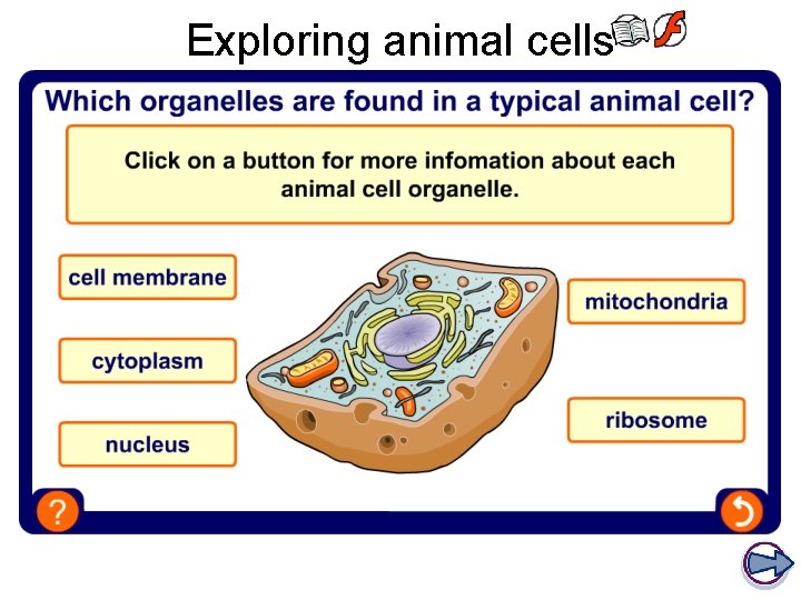Exploring animal cells Exploring animal cells