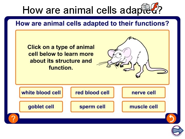 How are animal cells adapted? How are animal cells adapted?