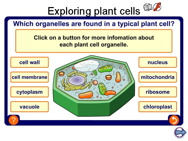 Exploring plant cells Exploring plant cells