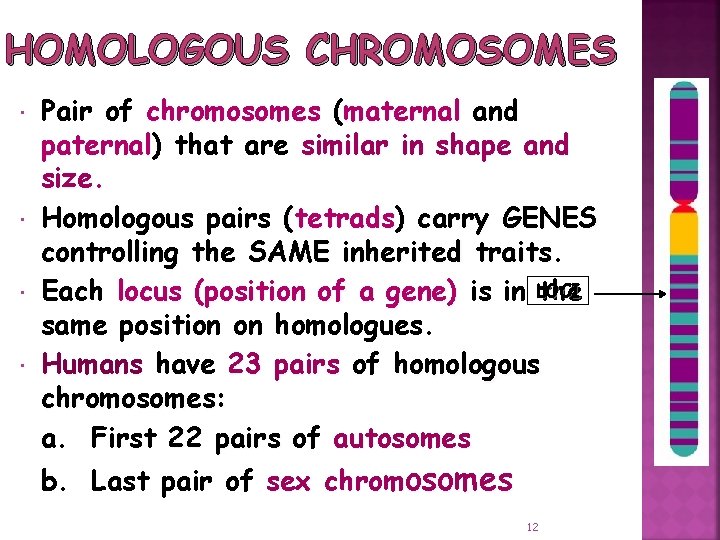 HOMOLOGOUS CHROMOSOMES Pair of chromosomes (maternal and paternal) paternal that are similar in shape