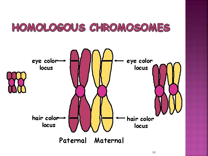 HOMOLOGOUS CHROMOSOMES eye color locus hair color locus Paternal Maternal 14 