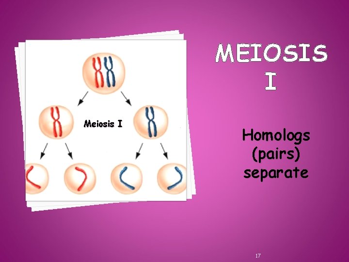 MEIOSIS I Meiosis I Homologs (pairs) separate 17 