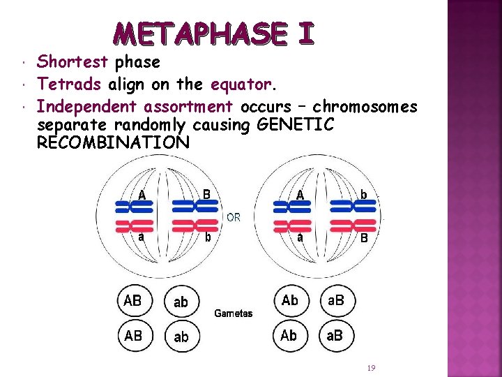 METAPHASE I Shortest phase Tetrads align on the equator. Independent assortment occurs – chromosomes