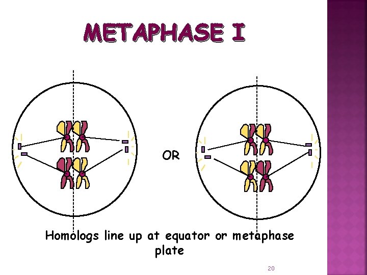 METAPHASE I OR Homologs line up at equator or metaphase plate 20 