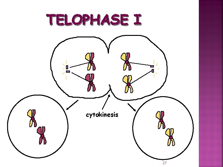 TELOPHASE I cytokinesis 27 