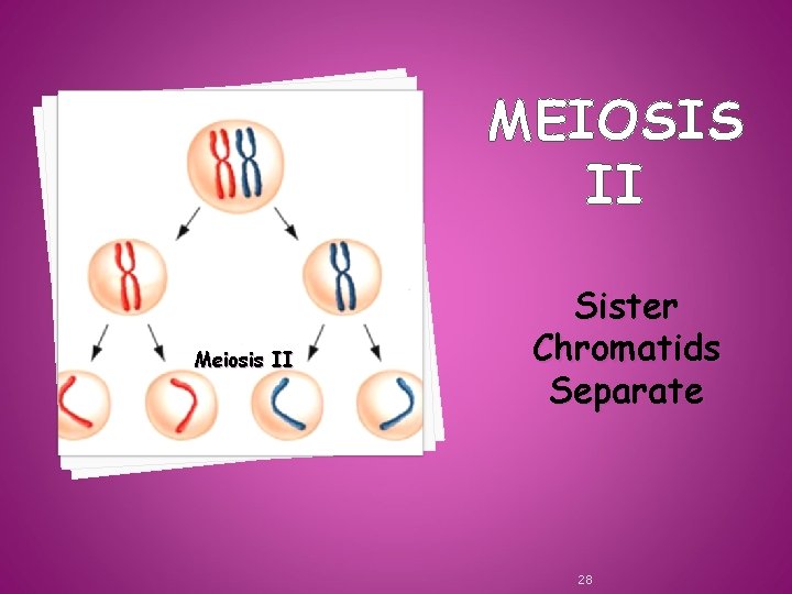 MEIOSIS II Meiosis II Sister Chromatids Separate 28 