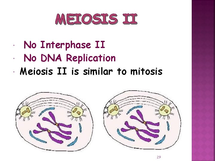 MEIOSIS II No Interphase II No DNA Replication Meiosis II is similar to mitosis