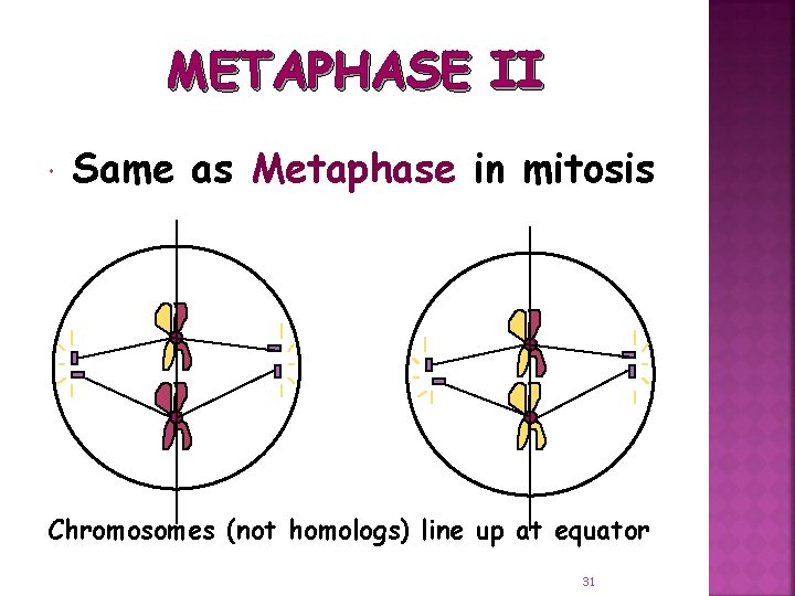 METAPHASE II Same as Metaphase in mitosis Chromosomes (not homologs) line up at equator