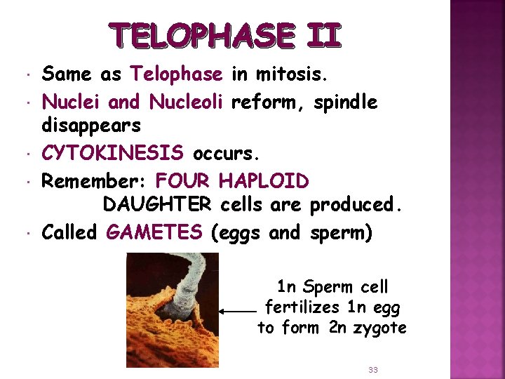 TELOPHASE II Same as Telophase in mitosis. Nuclei and Nucleoli reform, spindle disappears CYTOKINESIS