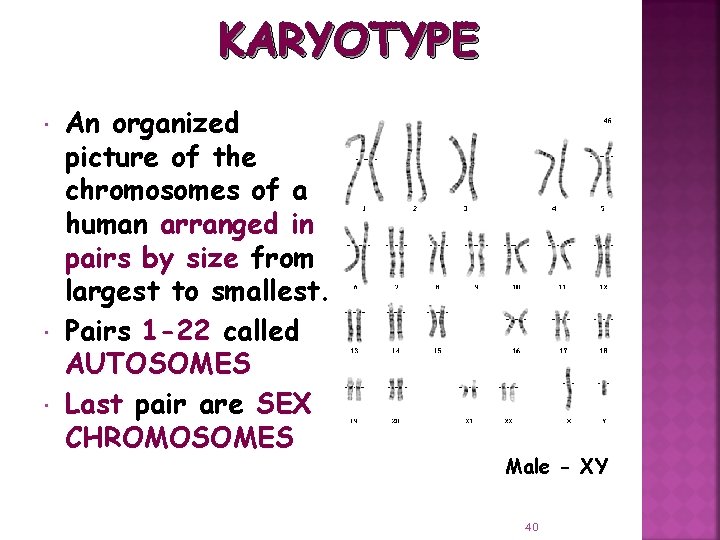 KARYOTYPE An organized picture of the chromosomes of a human arranged in pairs by