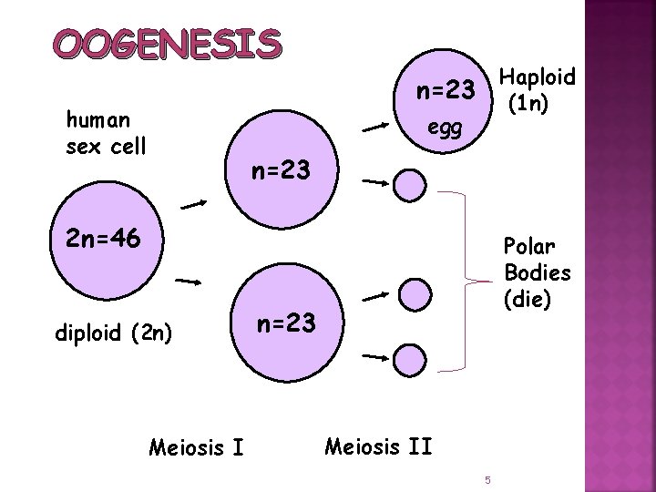 OOGENESIS Haploid (1 n) n=23 human sex cell egg n=23 2 n=46 diploid (2