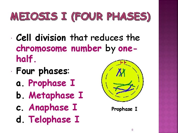MEIOSIS I (FOUR PHASES) Cell division that reduces the chromosome number by onehalf. Four