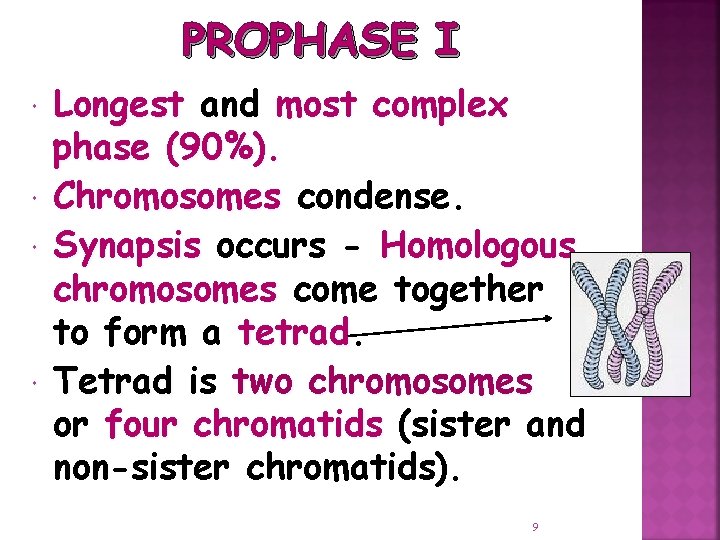 PROPHASE I Longest and most complex phase (90%). Chromosomes condense. Synapsis occurs - Homologous