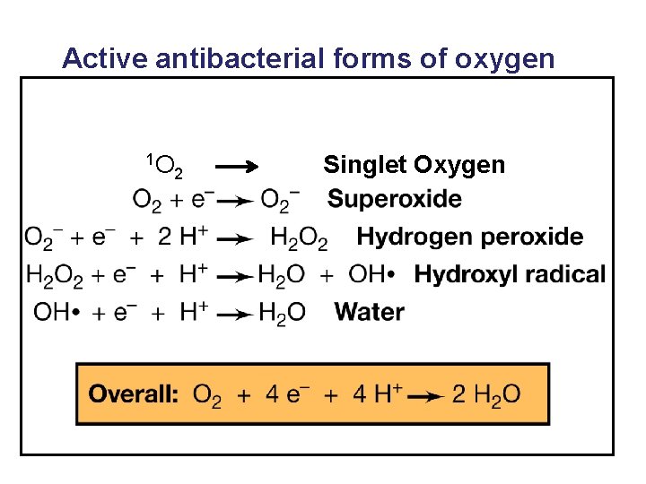 Active antibacterial forms of oxygen 1 O 2 Singlet Oxygen 