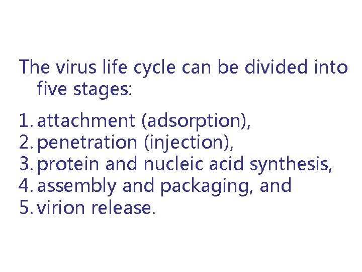 The virus life cycle can be divided into five stages: 1. attachment (adsorption), 2.