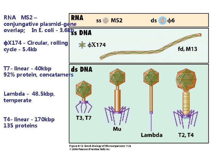 RNA MS 2 – conjungative plasmid-gene overlap; In E. coli - 3. 6 kb