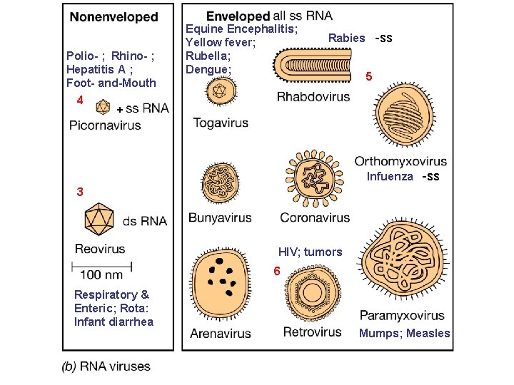 Polio- ; Rhino- ; Hepatitis A ; Foot- and-Mouth 4 + Equine Encephalitis; Yellow