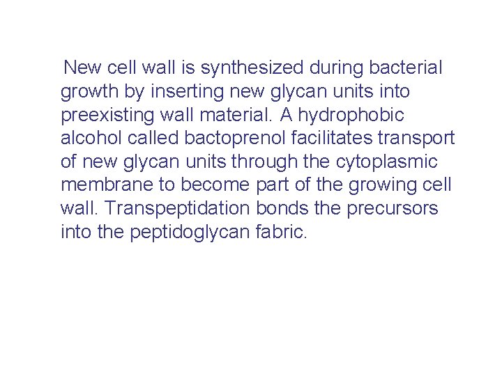 New cell wall is synthesized during bacterial growth by inserting new glycan units into