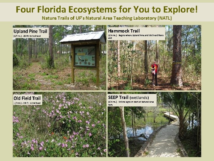 Four Florida Ecosystems for You to Explore! Nature Trails of UF’s Natural Area Teaching
