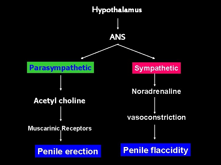 Hypothalamus ANS Parasympathetic Sympathetic Noradrenaline Acetyl choline vasoconstriction Muscarinic Receptors Penile erection Penile flaccidity