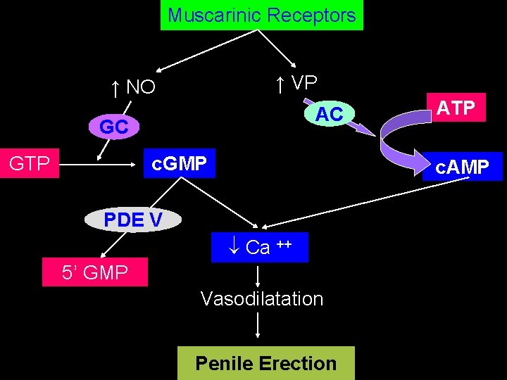 Muscarinic Receptors ↑ VP ↑ NO AC GC GTP c. GMP ATP c. AMP