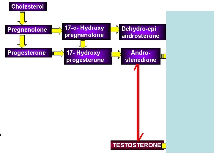 Cholesterol Pregnenolone 17 -α- Hydroxy pregnenolone Dehydro-epi androsterone Progesterone 17 - Hydroxy progesterone Androstenedione