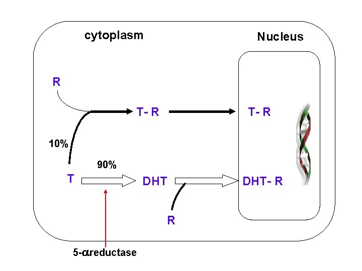 cytoplasm Nucleus R T- R 10% 90% T DHT R 5 - reductase DHT-