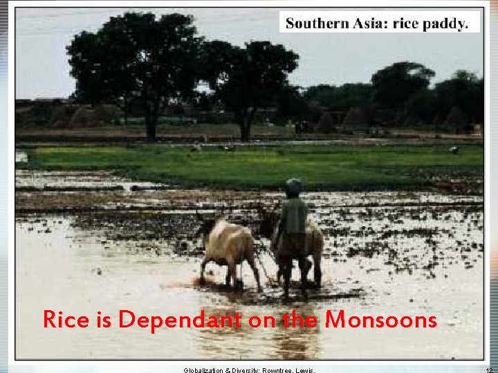 Rice is Dependant on the Monsoons 